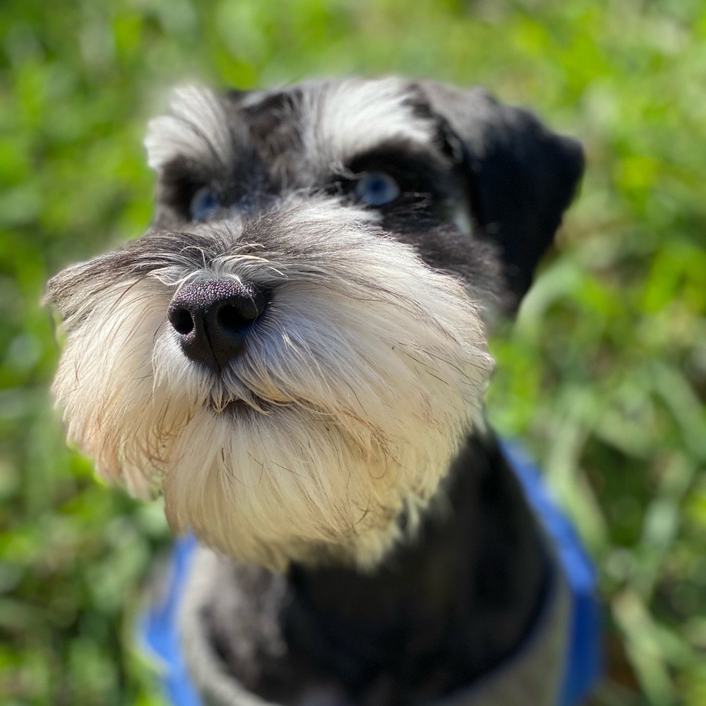 Meet your Posher, Alfredo